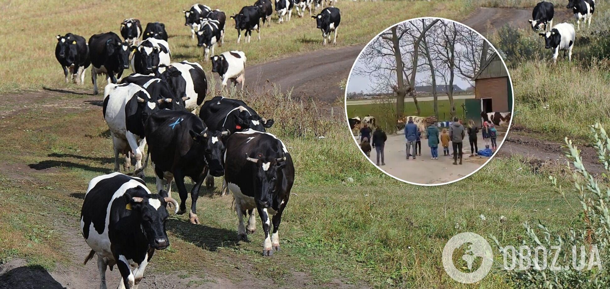 Стадо коров выпустили на улицу и их реакция рассмешила очевидцев. Видео