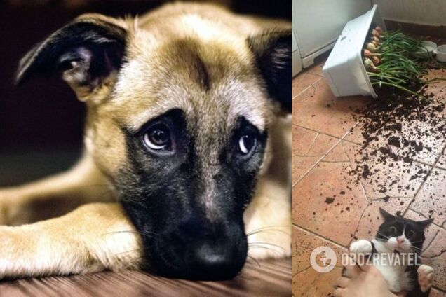 Домашні тварини сумують наодинці