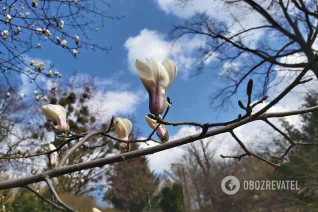 В Киеве зацвели магнолии. Фото, видео