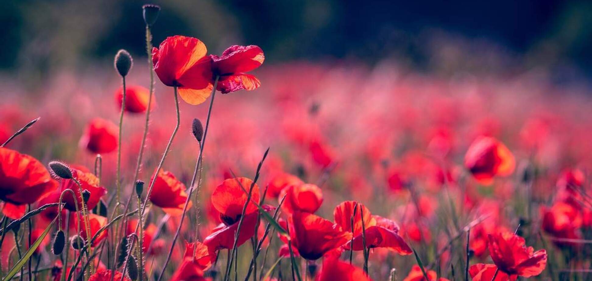 Бренд 'победы' как оправдание провалов в войне