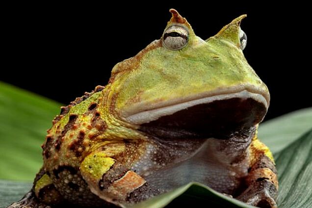 Чоловік знайшов гігантську жабу