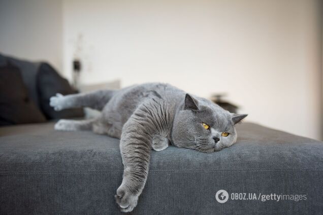 Коли лінь йде нам на користь