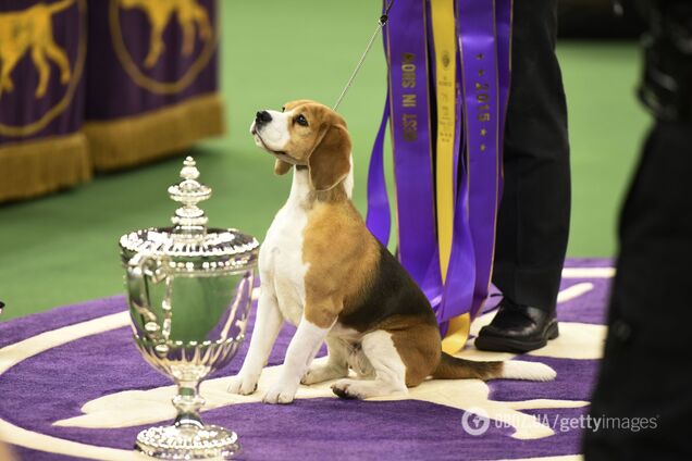 Названо породи собак із найміцнішим здоров'ям