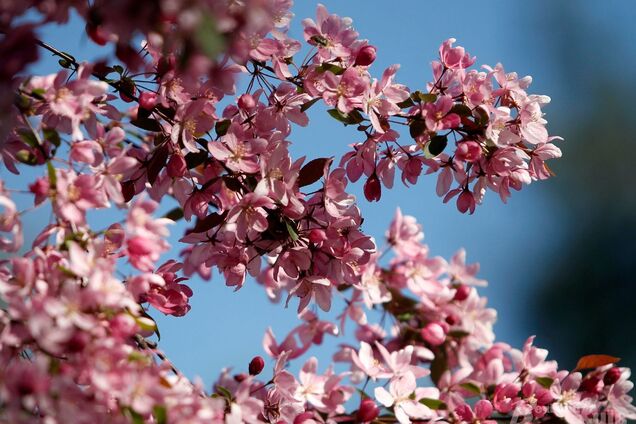 В Киеве расцвела аллея сакур в парке 'Киото'. Зрелищные фото