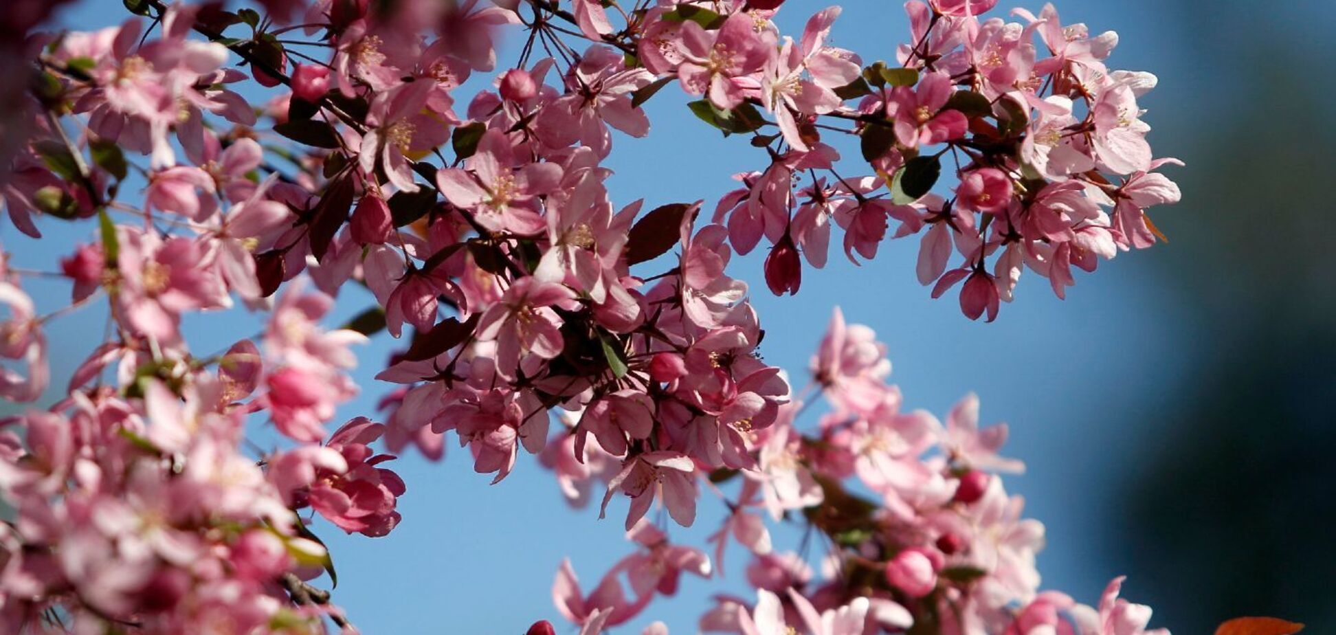 В Киеве расцвела аллея сакур в парке 'Киото'. Зрелищные фото