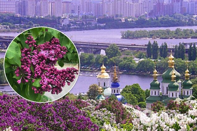 У головному ботсаду Києва розцвіли сотні кущів бузку. Фото