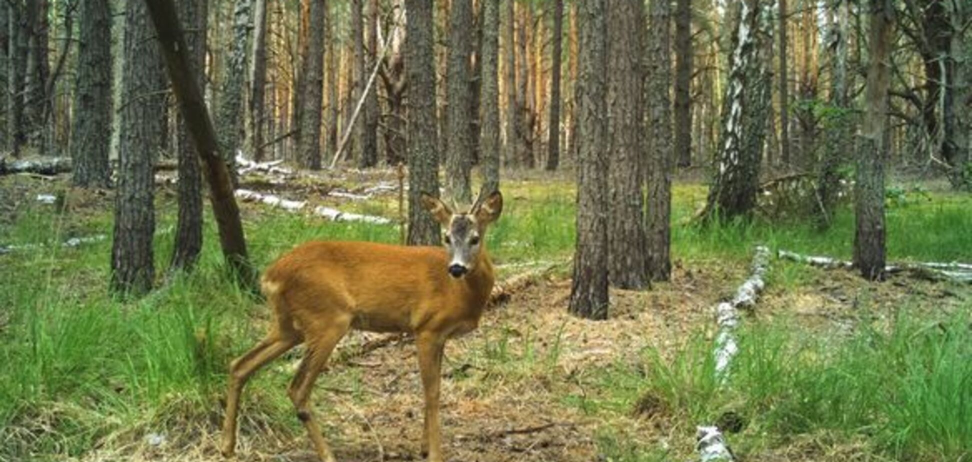 У мережі показали фото витончених сарн, що розгулюють в Чорнобильській зоні