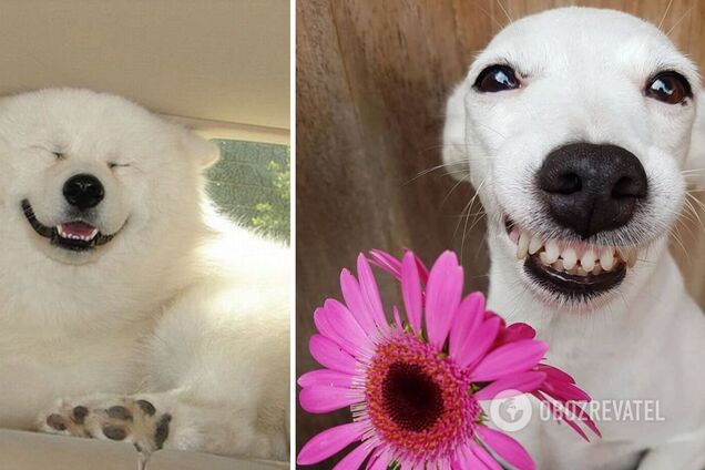 Каждый хозяин когда-либо видел своего любимца улыбающимся
