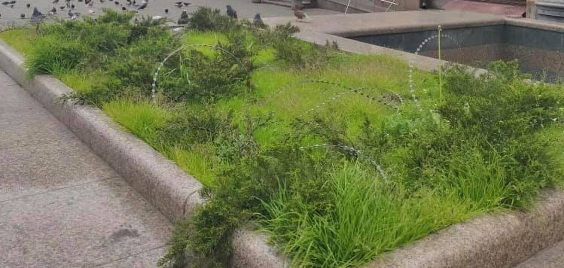 Клумбу в центре Киева обнесли колючей проволокой