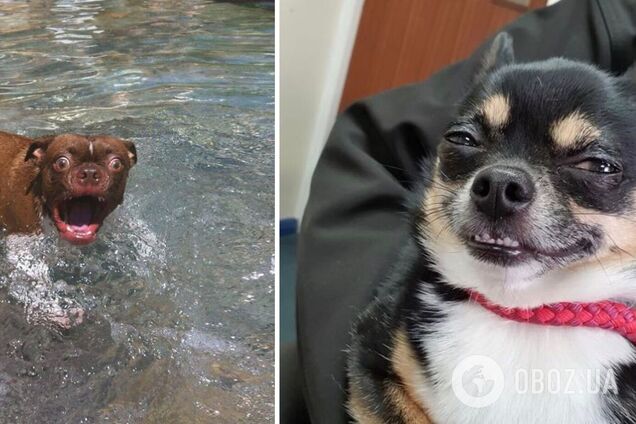 Хозяева удачно запечатлели животных