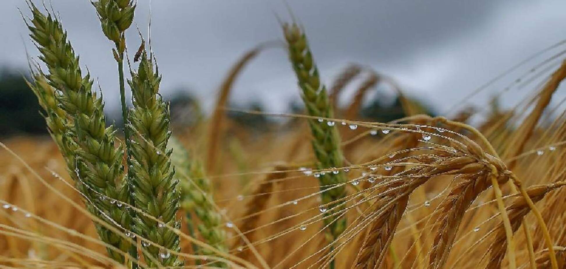 'Шикарні умови зволоження' в Україні цьогоріч допоможуть майбутньому врожаю
