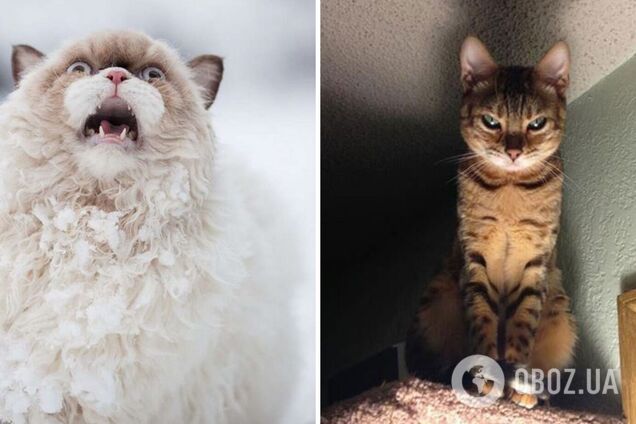 Коты демонстрируют искренние эмоции