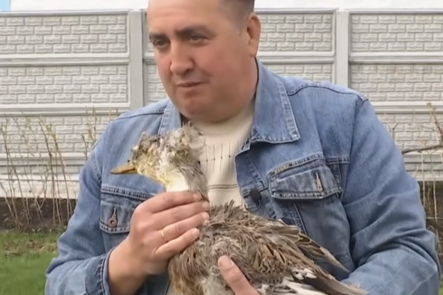 Під Києвом живе качка-рекордсменка, якій '125' років. Відео