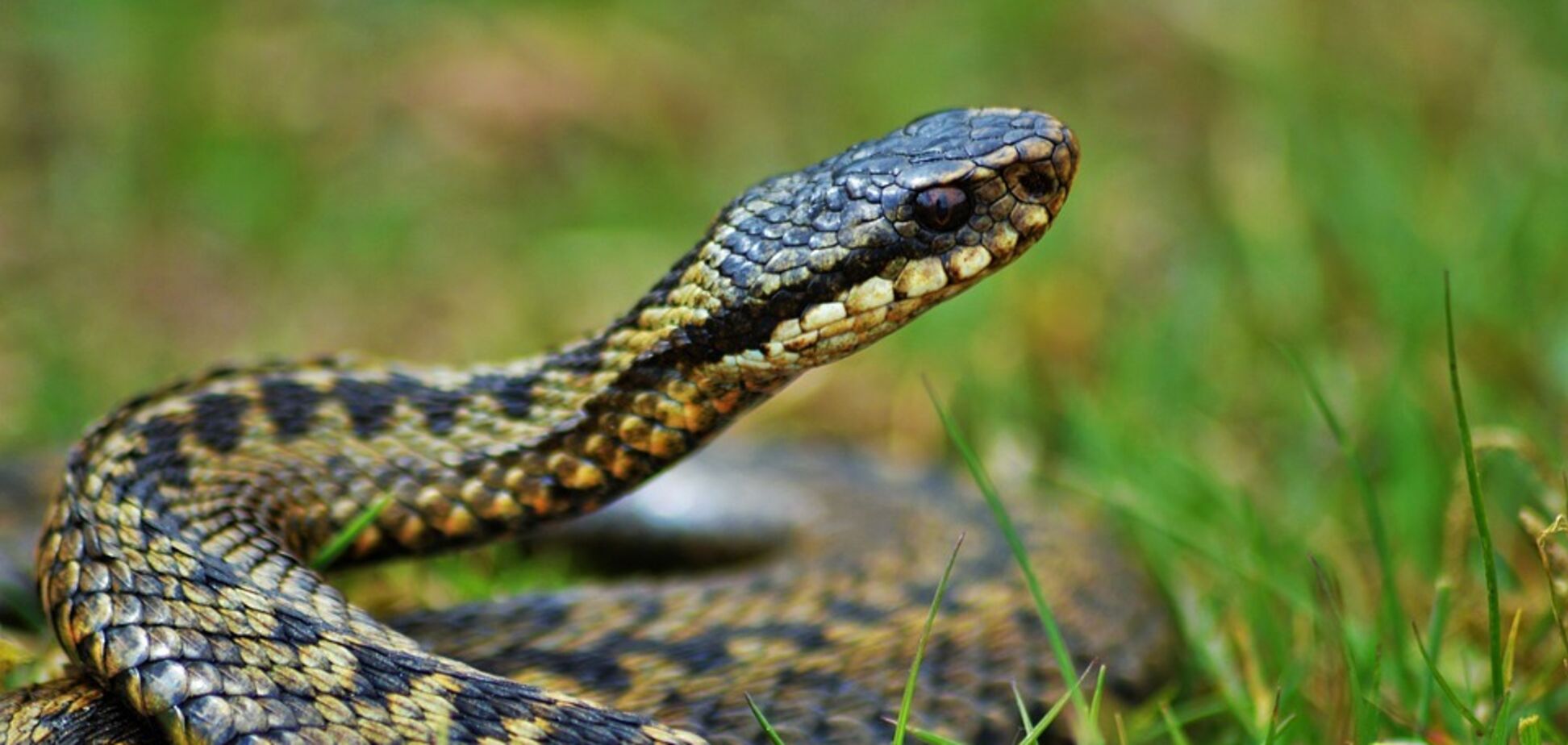 У дівчинки розвинулася гангрена після укусу гадюки