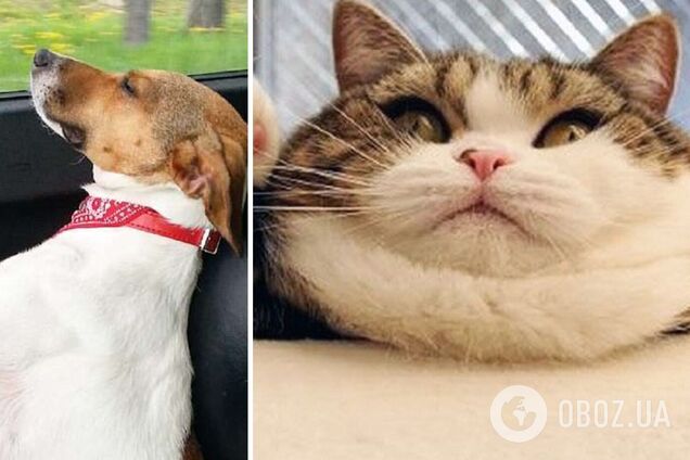 Домашні тварини створюють в будинку хаос