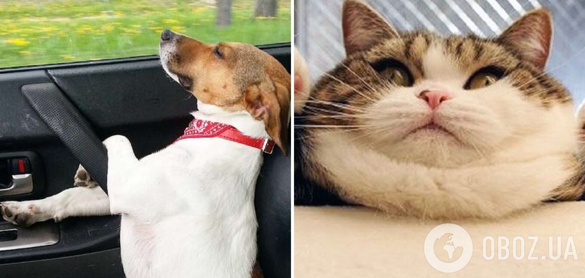 Домашні тварини створюють в будинку хаос