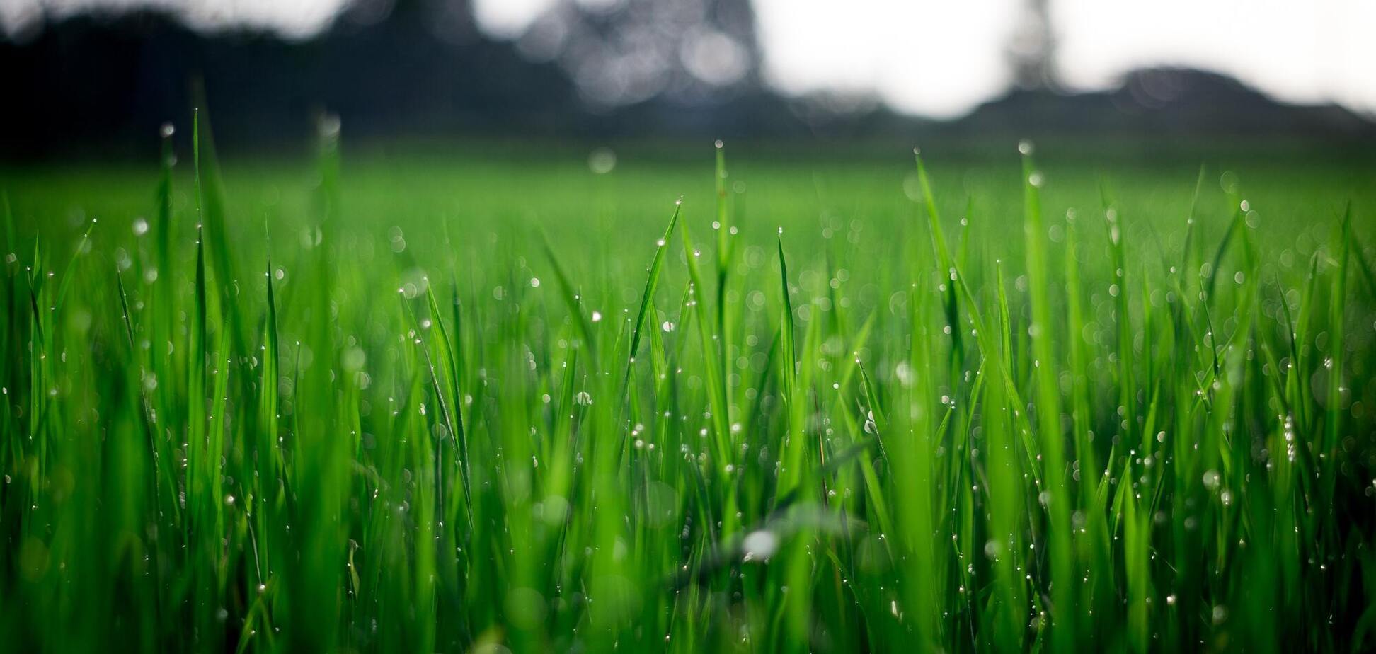 19 мая: праздник, приметы на Иова Горошника и именинники