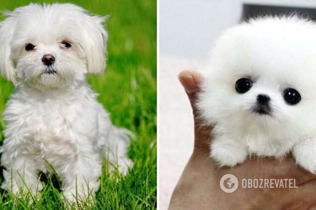 У світі популярні карликові види тварин