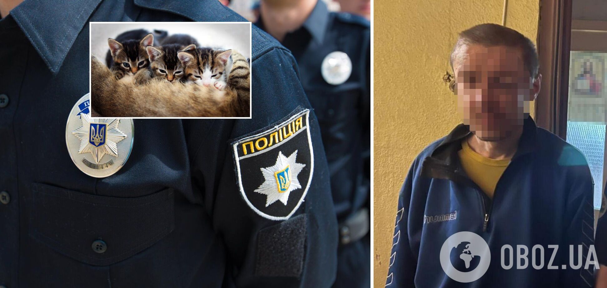 У Києві чоловік викинув із 7-го поверху кішку з 4 кошенятами: деталі й фото