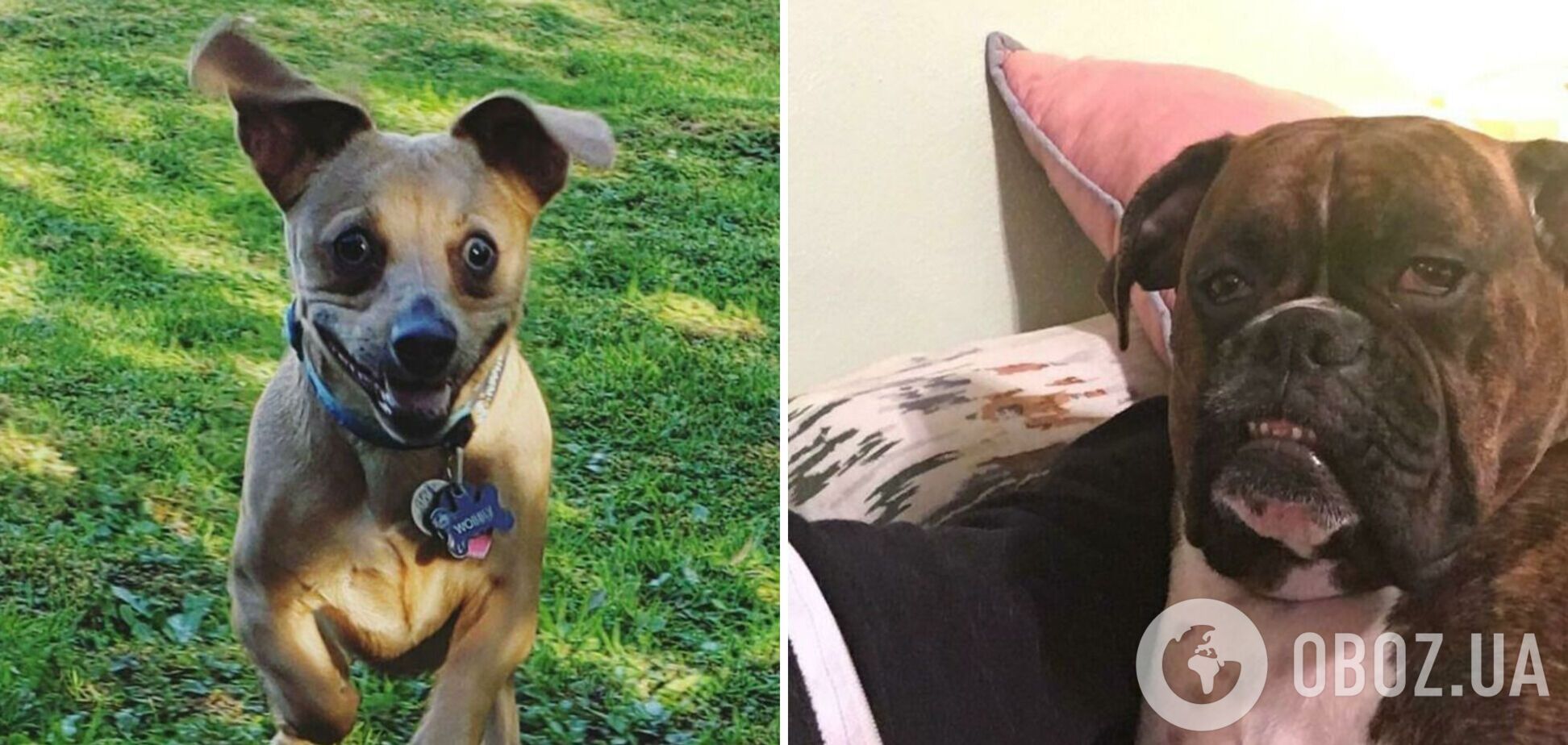 Собаки развеселили пользователей соцсетей