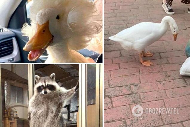 Гусак оновив зачіску, а єнот позує на камеру