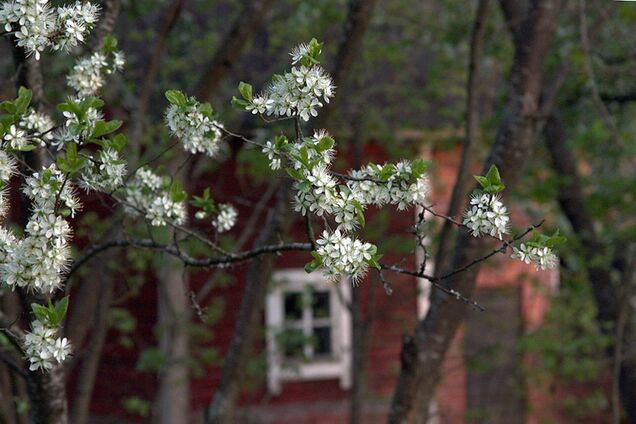 29 мая: приметы на Федора Житника и именинники