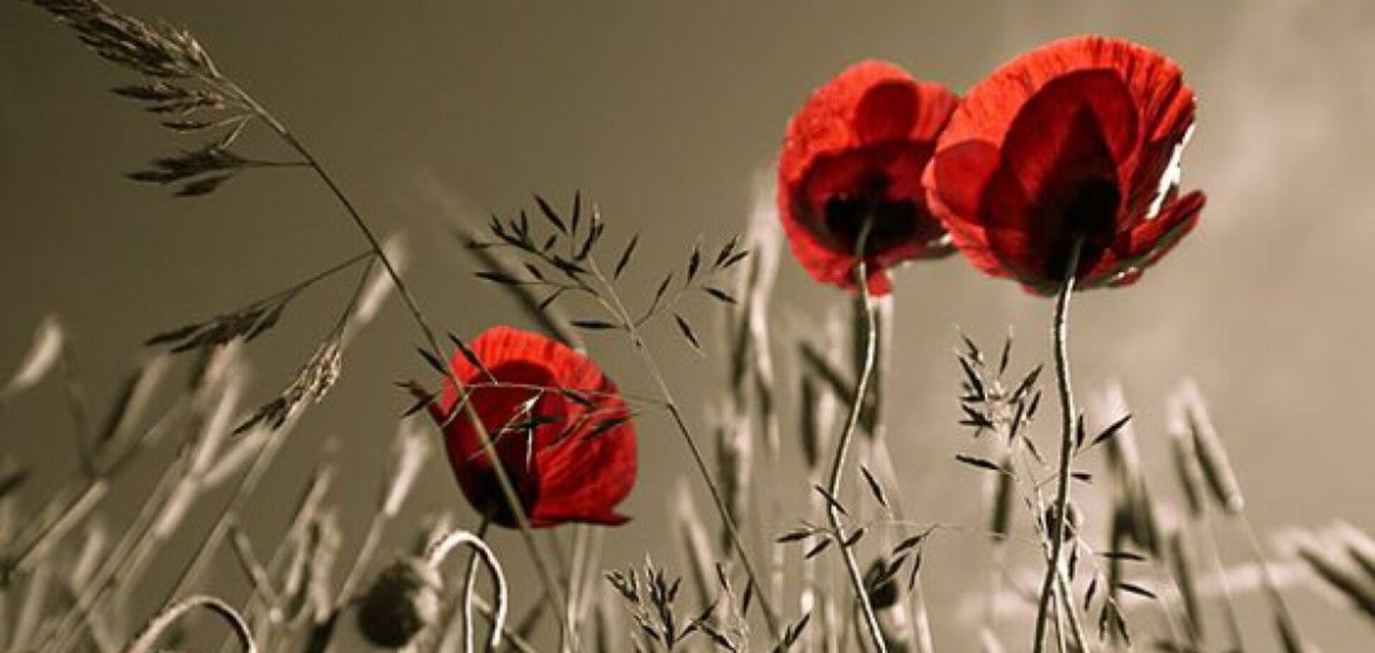 Діди на палиці, або Радянська перемога в коричневих тонах