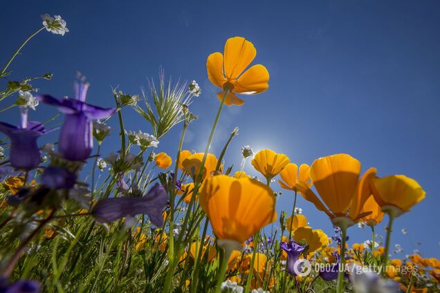 Синоптик рассказала о заморозках и когда придет потепление в Украину. Карта