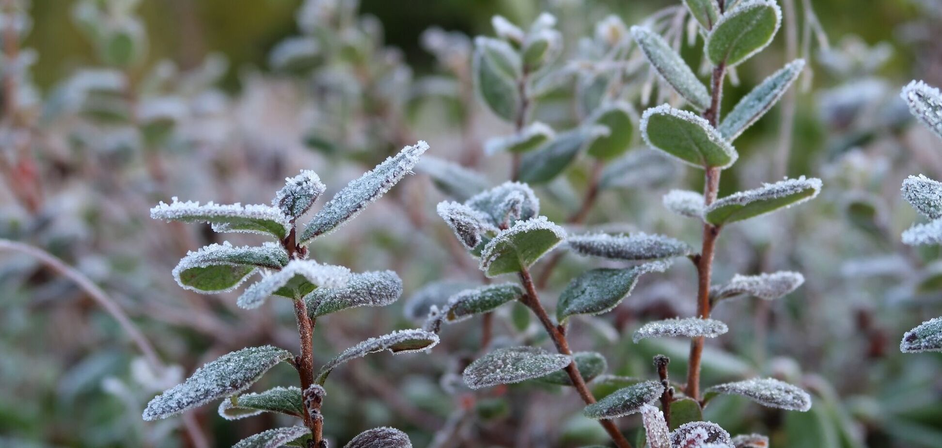 В Україну повернуться заморозки: з'явився новий прогноз погоди на вівторок. Карта