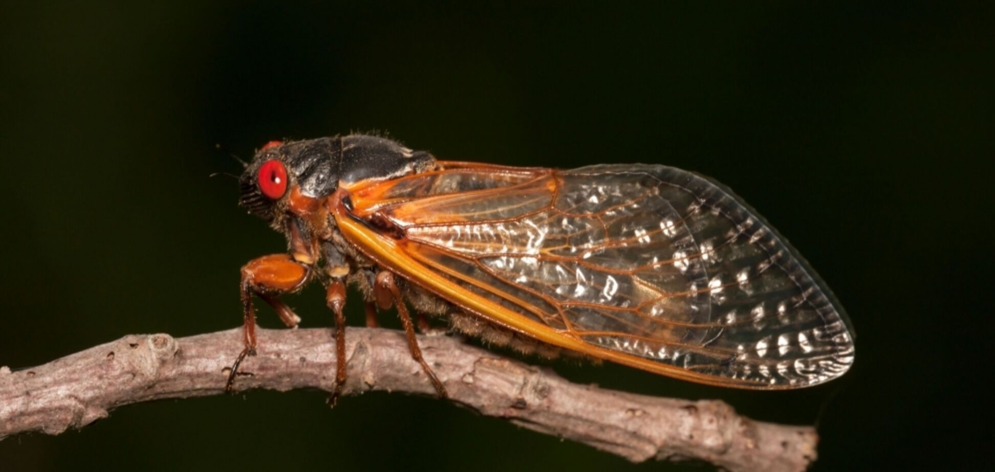 Спали 17 лет: побережья США заполонили миллиарды цикад