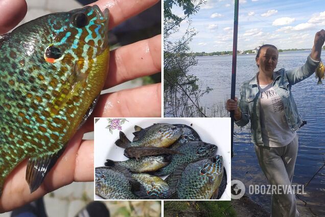 Экзотические хищники расплодились по водоемам всей Украины: фото солнечных 'пришельцев'