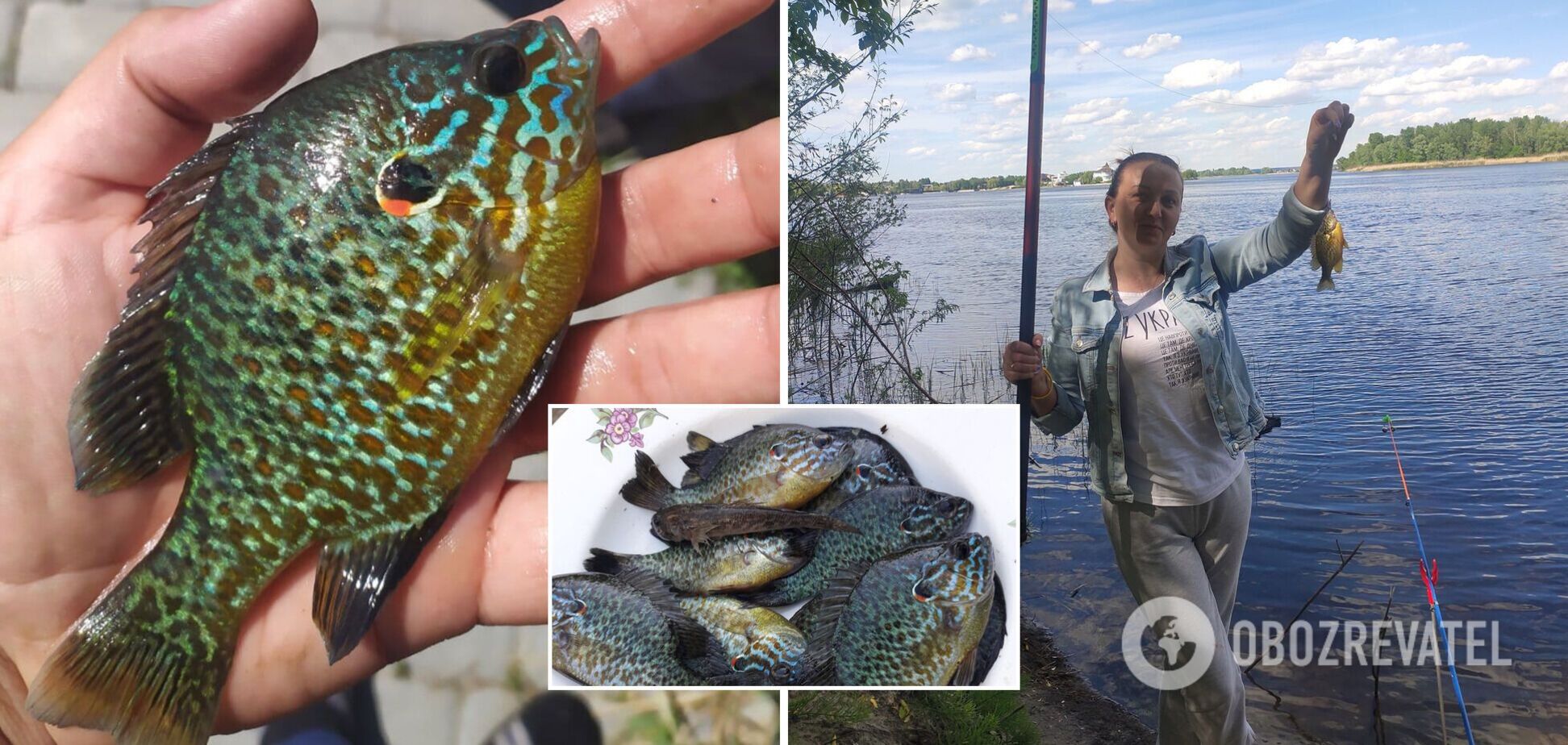 Экзотические хищники расплодились по водоемам всей Украины: фото солнечных 'пришельцев'