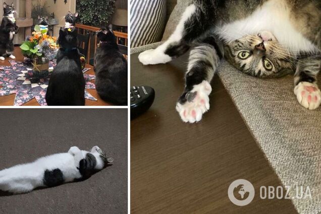 Коти кумедно позують для фото