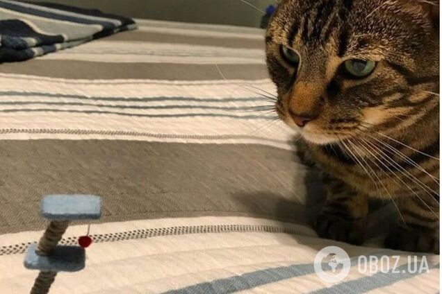 Дівчина замовила на китайському сайті іграшку для кота і сковорідку, але не знала, що це міні-версія