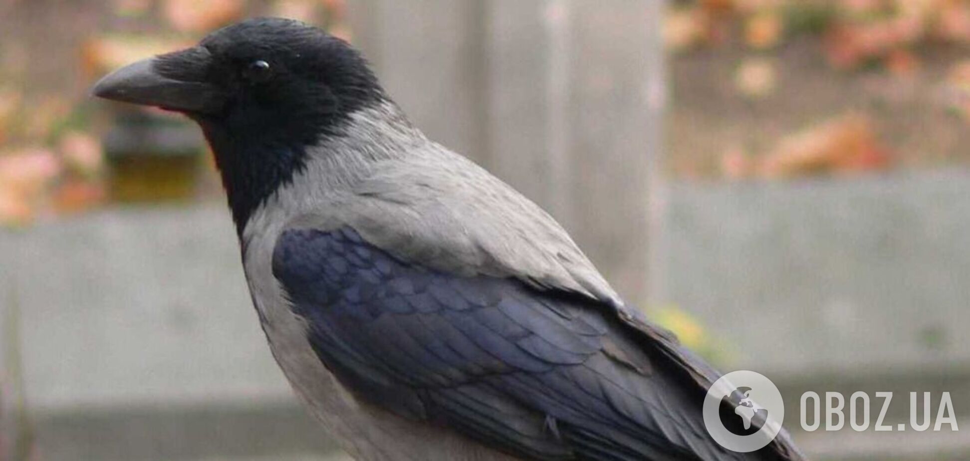 В центре Киева вороны атаковали прохожего. Видео