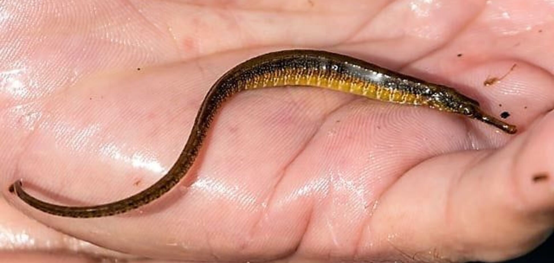 В водоемах Киева заметили экзотических рыб. Фото