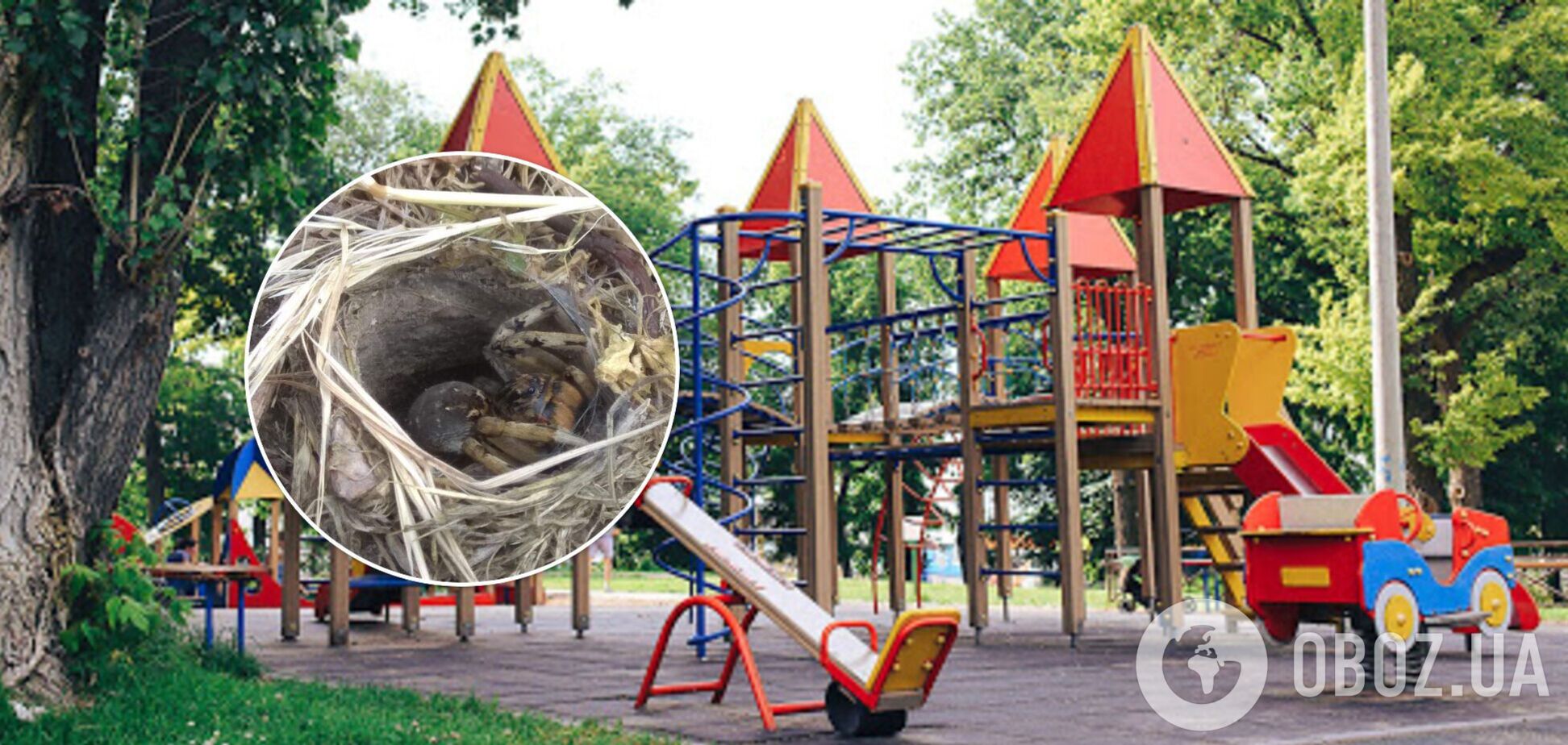 Паук на детской площадке