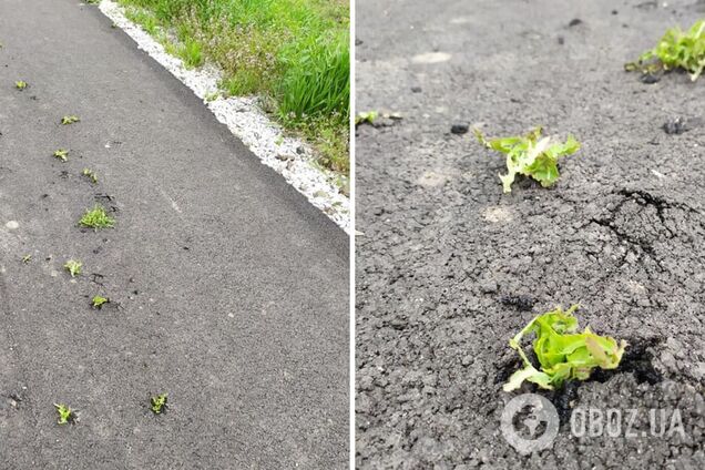 Под Никополем на новой асфальтированной дороге проросла трава. Фото