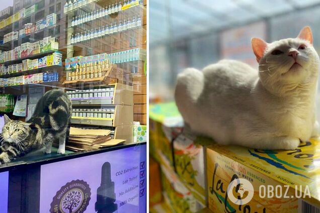 Коты хозяйничают в магазинах