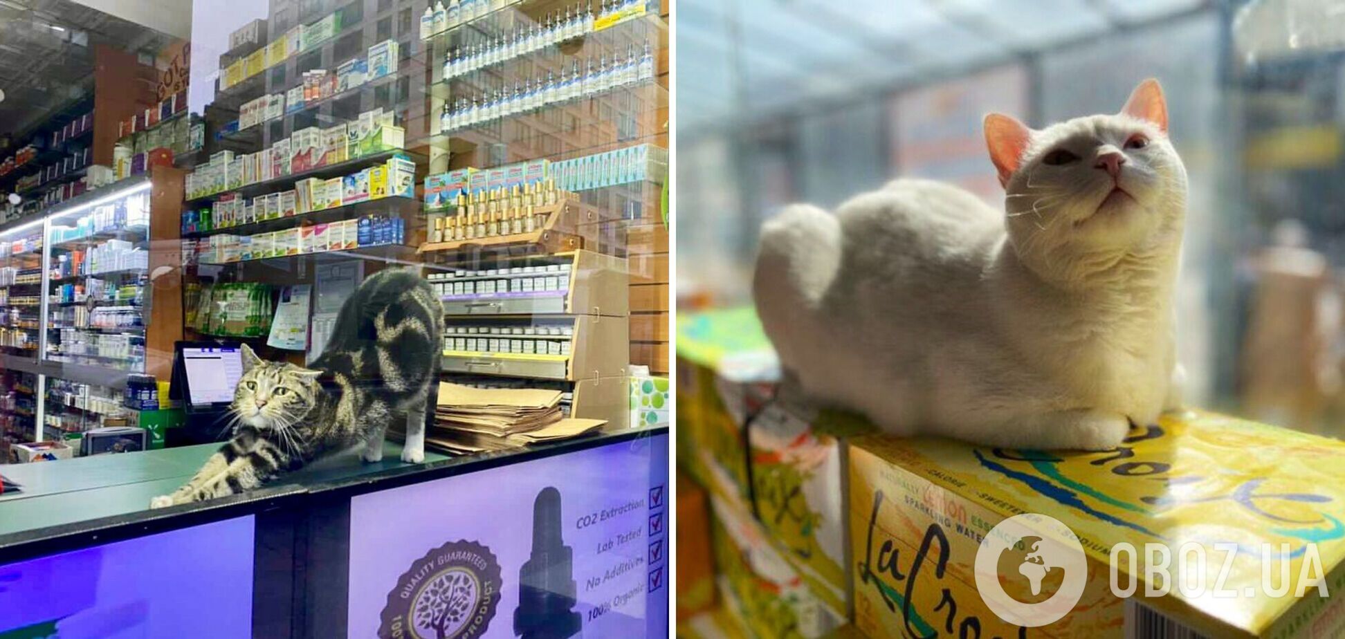 Коти хазяйнують у магазинах