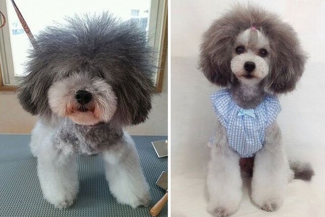 Волшебные перевоплощения пушистых любимцев, которые стали похожи на королевских животных