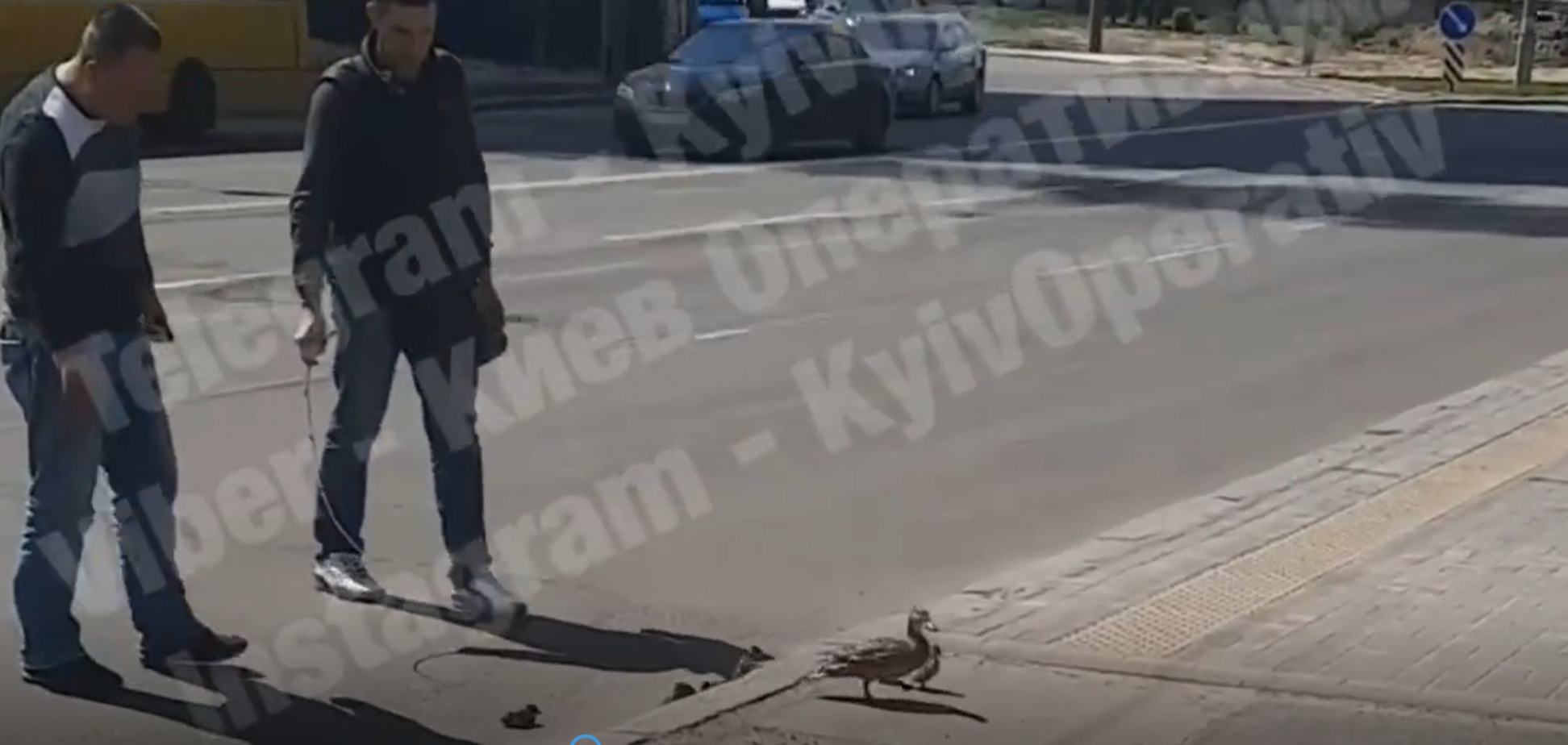 В Киеве утка со своим выводком остановила движение на Виноградаре. Видео