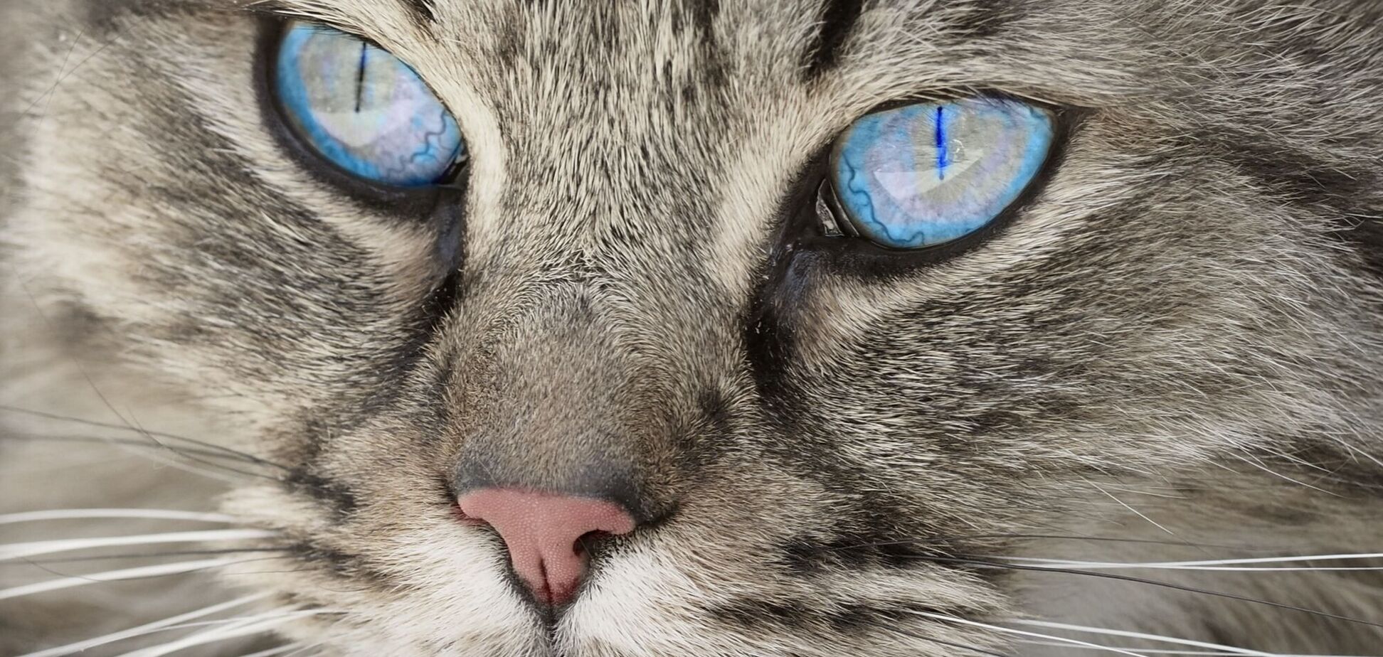 В Киеве кошку с котятами выбросили из окна многоэтажки