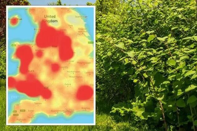В Британии забили тревогу из-за растения-паразита