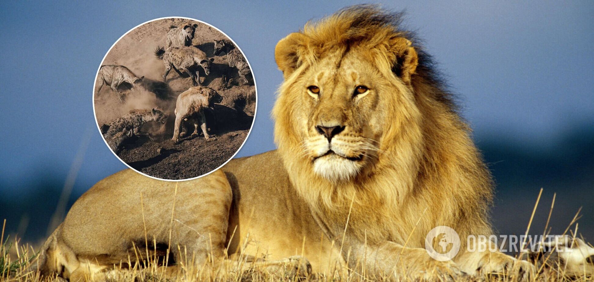 Могучего льва засняли в битве со стаей из 30 гиен. Фото