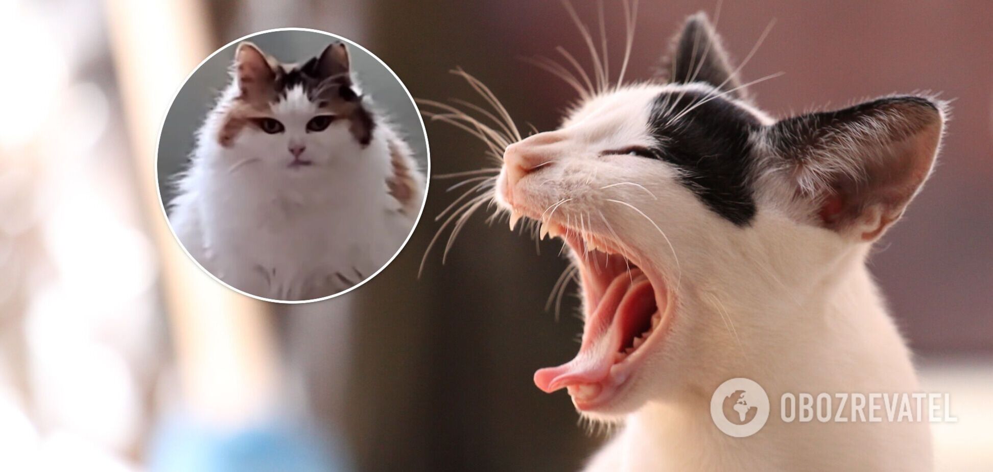 кішка Мілка