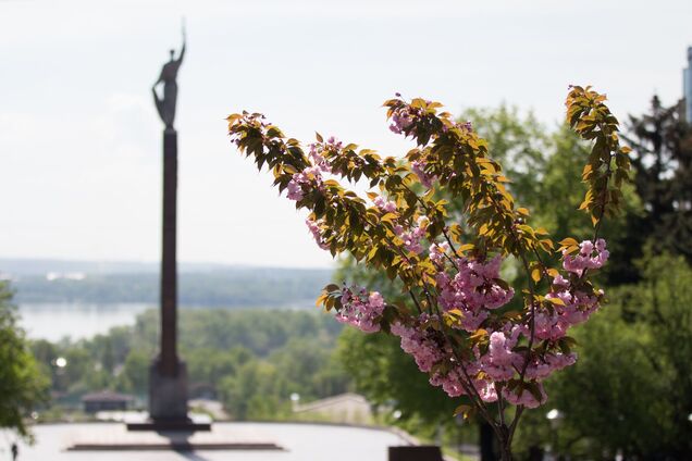Возле монумента Славы в Днепре зацвела аллея сакур