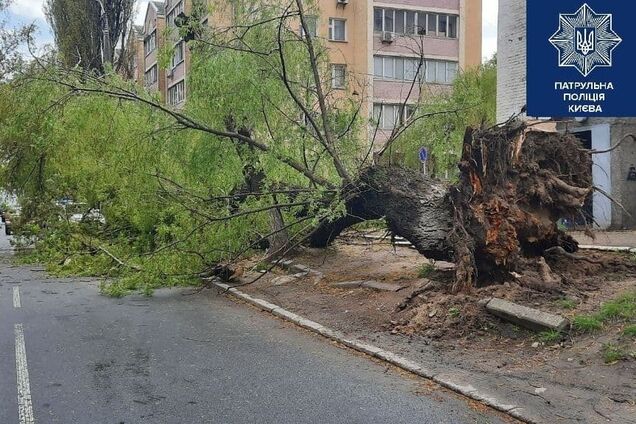 На улице Нежинской в Киеве упало дерево