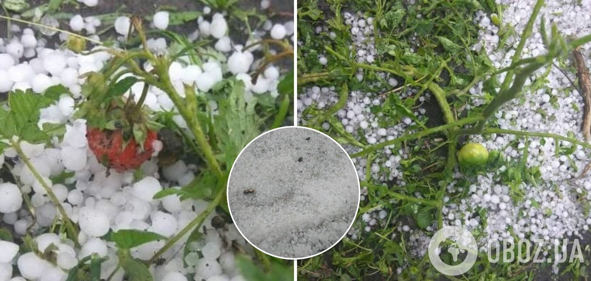 Под Днепром град уничтожил урожай клубники. Фото