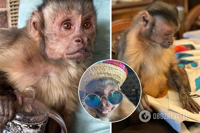 Умерла известная обезьяна с 17 млн подписчиков в TikTok: чем она знаменита